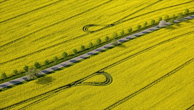 Blooming rapeseed fields avenue