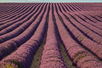 Rows of purple lavender in height of bloom in a field on the Plateau de Valensole