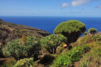 Canary Islands Dragon Tree or Drago (Dracaena draco)