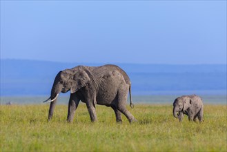 African elephants (Loxodonta africana)