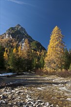 Larch trees in autumn on mountain stream