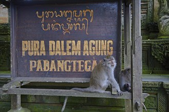 Crab-eating macaque (Macaca fascicularis) sitting in front of the sign of the temple Pura Dalem Agung Padangtegal at the Ubud Monkey Forest