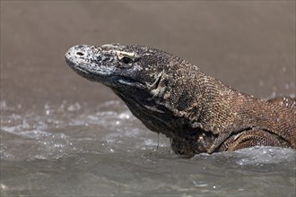 Komodo Dragon (Varanus komodoensis)