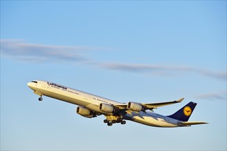 Lufthansa Airbus A 340-600 taking off