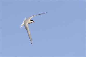 Arctic Tern (Sterna paradisaea) adult