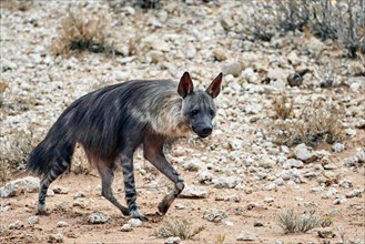 Brown Hyena (Hyaena brunnea) adult