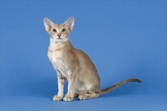 Oriental Shorthair cat