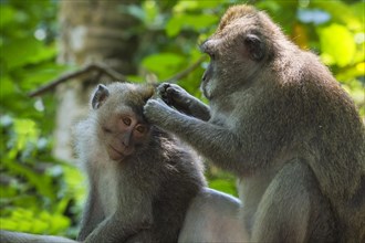 Two Long-Tailed Macaques or Crab-eating Macaques (Macaca fascicularis) grooming each other