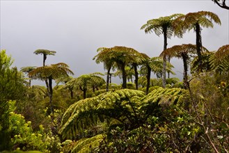 Tree ferns (Cyatheales)