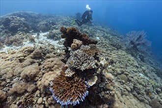 Diver and hard corals on the reef off the island of Menjangan
