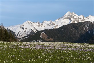 Flowering Crocuses (Crocus vernus) on the Gerlos mountain