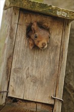Red Squirrel (Sciurus vulgaris) looking out of a nesting box