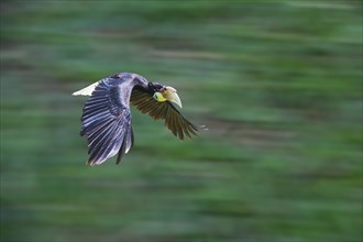 Wreathed Hornbill or Bar-pouched Wreathed Hornbill (Rhyticeros undulatus)