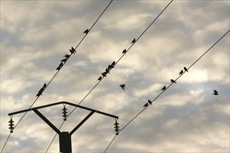 Birds on a telephone pole wire