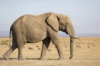 African Elephant (Loxodonta africana) adult