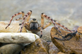 Giant Riverbank Spider