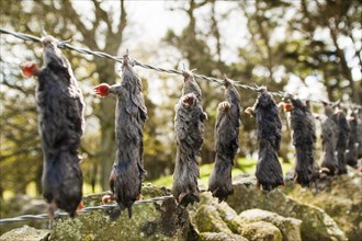 Dead European Moles (Talpa europaea) hung up on barbed wire fence