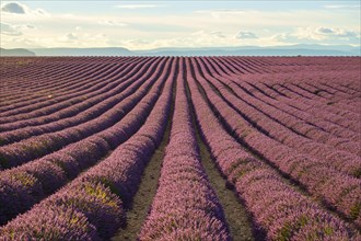Rows of purple lavender in height of bloom in a field on the Plateau de Valensole