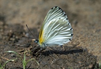 Mylothris-species butterfly (Mylothris sp) drinking mineral-containing fluid from the muddy ground at an altitude of 2200m