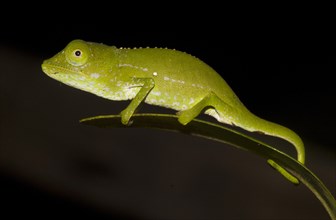 Marojejy Chameleon (Calumma marojezense)