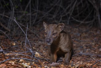 Fossa (Cryptoprocta ferox) in the dry forests of West-Madagascar