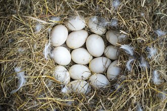 Nest made of straw filled with domestic duck eggs on free-range poultry farm