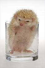 Albino African white-bellied hedgehog in a glass