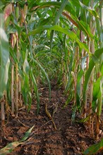 Corn field