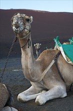 Camel for tourist rides
