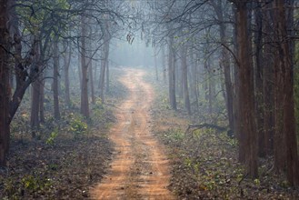 Dusty Forest track in Tadoba National Park