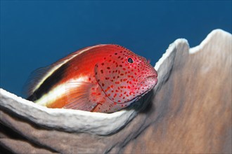 Forster's Hawkfish or Blackside Hawkfish (Paracirrhites forsteri) on a stony coral