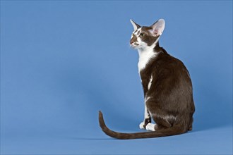 Pedigree cat