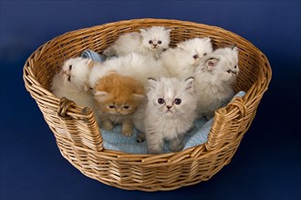A basket full of Persian kittens