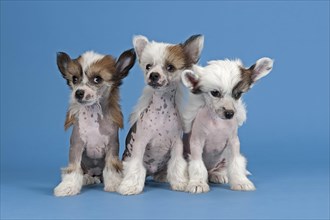 Three Chinese Crested puppies