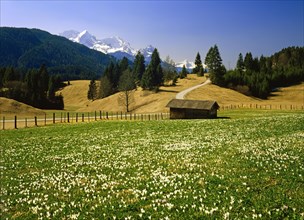 Karwendel Range from the Crocus Meadows