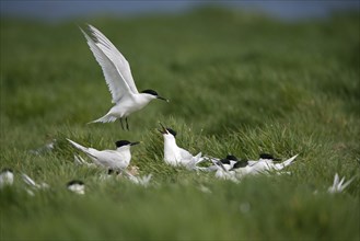 Sandwich Terns (Thalasseus sandvicensis) colony