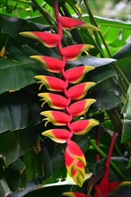 Red Heliconie (Heliconia pendula)