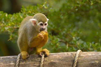 Squirrel Monkey (Saimiri sp.) feeding