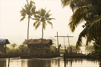 Man on wooden sluice to regulate the water level of the Pokkali rice fields during ebb and flood