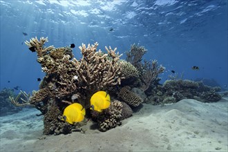 Two Bluecheek butterflyfish (Chaetodon sermilarvatus) in front of a small stone coral riff