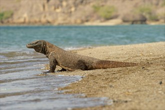 Komodo Dragon (Varanus komodoensis)