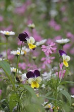 Horned Violet (Viola cornuta)