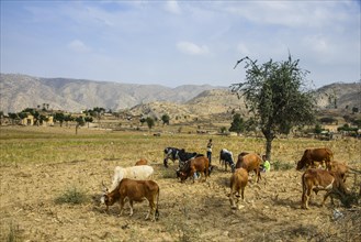 Cows grazing