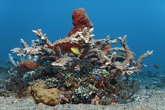 Small coral reef with various corals