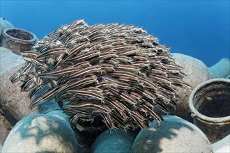 School of Striped eel catfish (Plotosus lineatus) on amphora