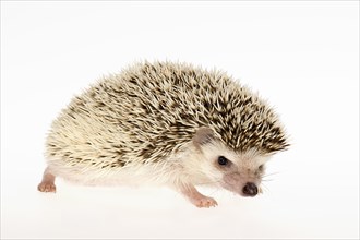 Four-toed Hedgehog or African Pygmy Hedgehog (Atelerix albiventris)