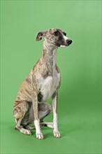 Whippet