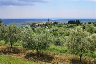 View from an olive grove on the village and the sea