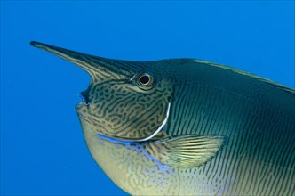 Palefin Unicornfish (Naso brevirostris)
