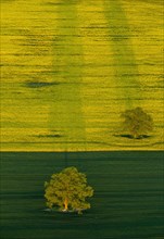 Trees in a green field and a flowering rape feed